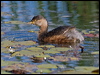 australasian_grebe_116559