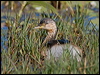 australasian_grebe_116838
