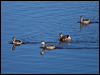 australasian_grebe_188367
