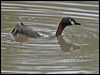 australasian_grebe_200223