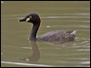 Click here to enter gallery and see photos of Australasian Grebe