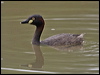 australasian_grebe_200228