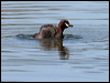 australasian_grebe_33706
