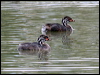 australasian_grebe_64087