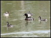 australasian_grebe_64090