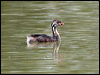 australasian_grebe_64095