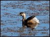 australasian_grebe_81249