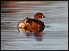 australasian_grebe_90739