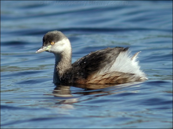 Australasian Grebe australasian_grebe_11313.psd