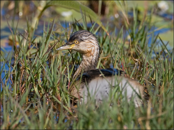 Australasian Grebe australasian_grebe_116838.psd