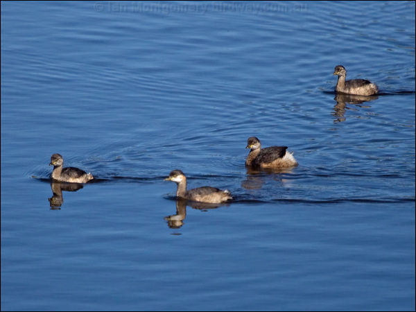Australasian Grebe australasian_grebe_188367.psd