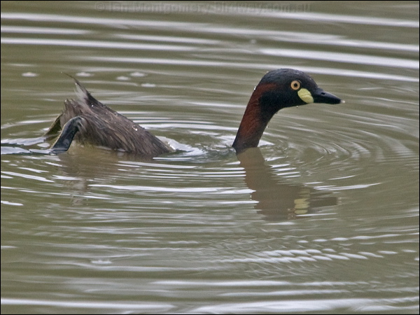 Australasian Grebe australasian_grebe_200223.psd