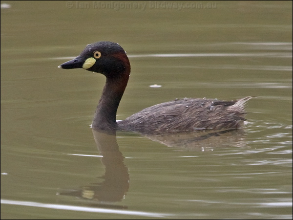 Australasian Grebe australasian_grebe_200228.psd