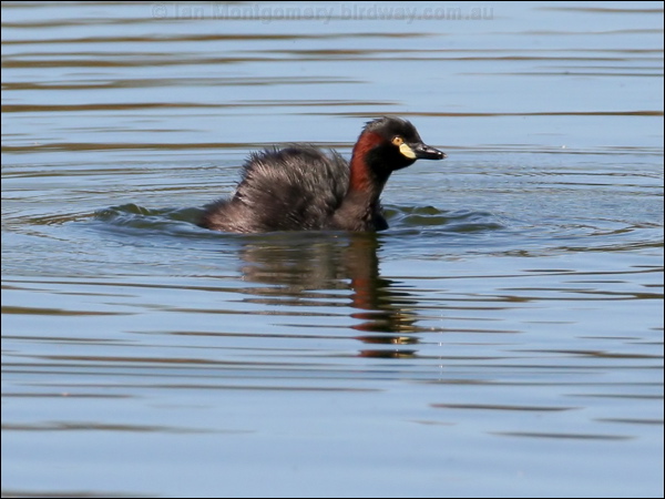 Australasian Grebe australasian_grebe_33706.psd