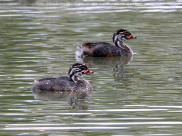 Australasian Grebe australasian_grebe_64087.psd