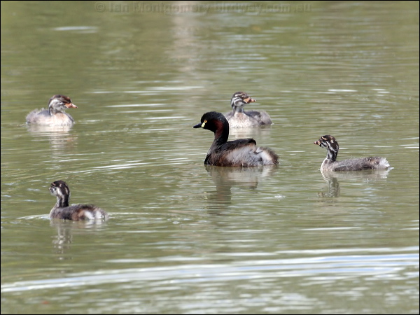 Australasian Grebe australasian_grebe_64090.psd