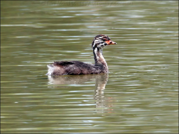 Australasian Grebe australasian_grebe_64095.psd