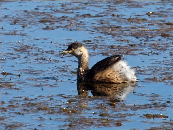 Australasian Grebe australasian_grebe_81249.psd