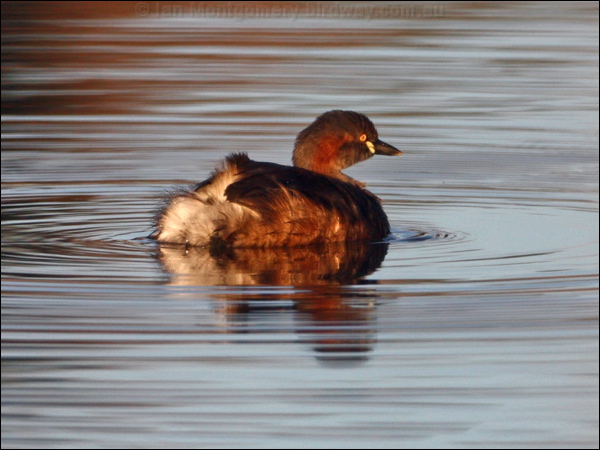Australasian Grebe australasian_grebe_90739.psd