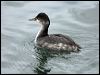 black_necked_grebe_111065