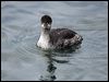black_necked_grebe_111067
