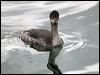 black_necked_grebe_111073