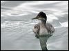 black_necked_grebe_111074
