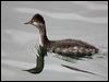 black_necked_grebe_111085