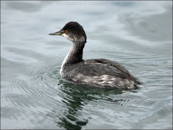Black-necked Grebe black_necked_grebe_111065.psd