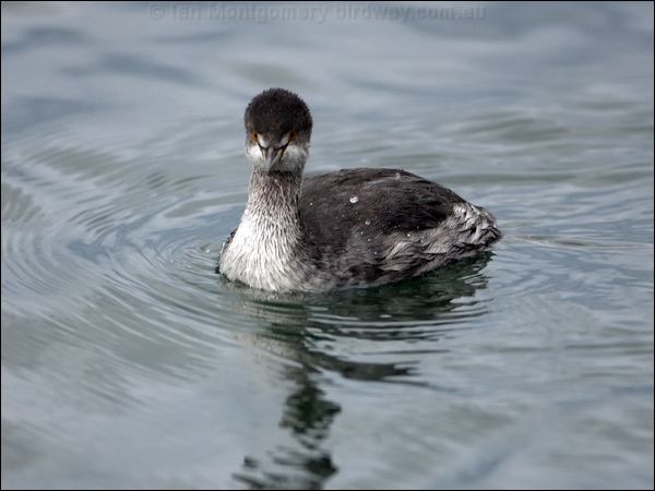 Black-necked Grebe black_necked_grebe_111067.psd