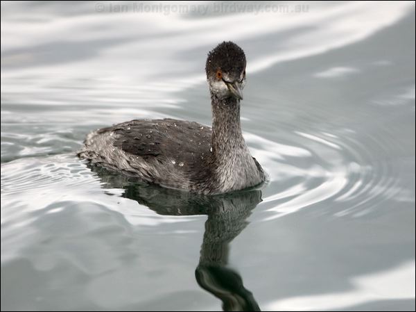 Black-necked Grebe black_necked_grebe_111073.psd