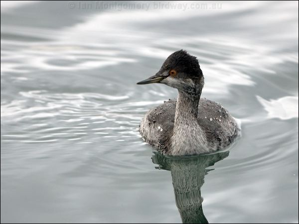 Black-necked Grebe black_necked_grebe_111074.psd