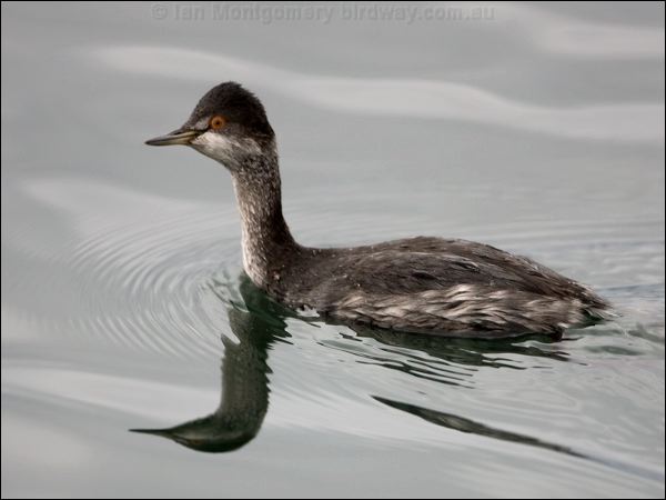 Black-necked Grebe black_necked_grebe_111085.psd