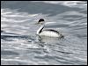 clarks_grebe_111042