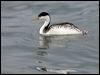clarks_grebe_111047