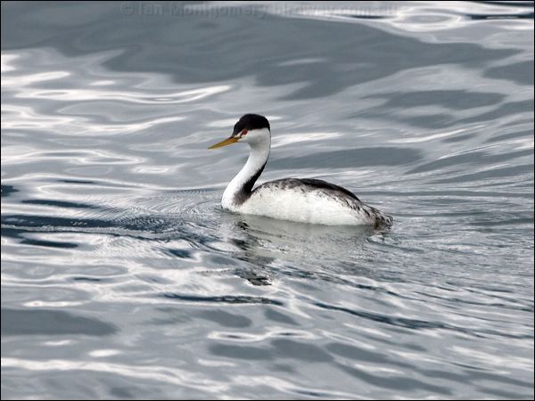 Clark's Grebe clarks_grebe_111042.psd