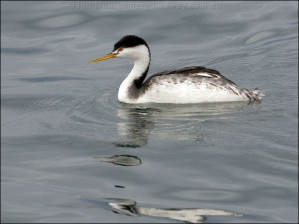 Clark's Grebe clarks_grebe_111047.psd