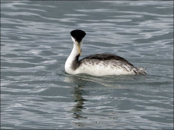 Clark's Grebe clarks_grebe_111048.psd