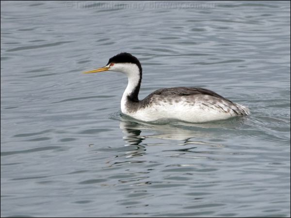 Clark's Grebe clarks_grebe_111054.psd