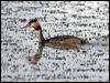 great_crested_grebe_117066