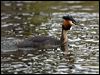 great_crested_grebe_121791