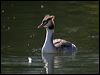 great_crested_grebe_160619