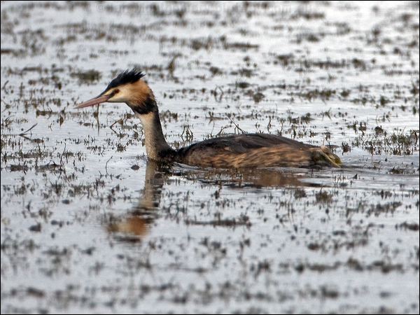 Great Crested Grebe great_crested_grebe_117066.psd