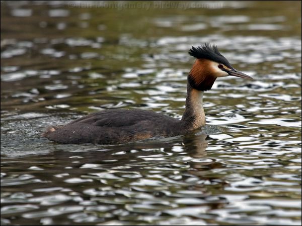 Great Crested Grebe great_crested_grebe_121791.psd