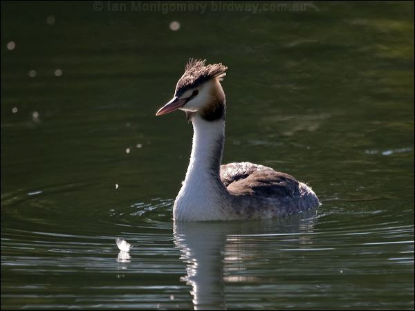 Great Crested Grebe great_crested_grebe_160619.psd