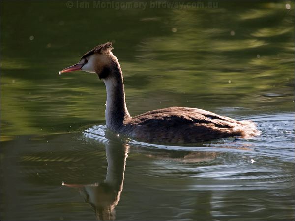 Great Crested Grebe great_crested_grebe_160631.psd