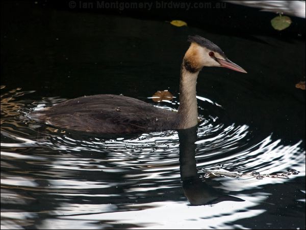 Great Crested Grebe great_crested_grebe_160645.psd