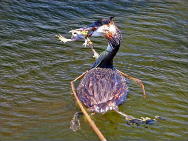 Great Crested Grebe great_crested_grebe_53276.psd