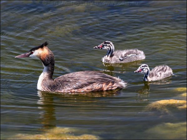 Great Crested Grebe great_crested_grebe_53416.psd