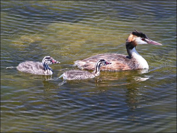 Great Crested Grebe great_crested_grebe_53422.psd